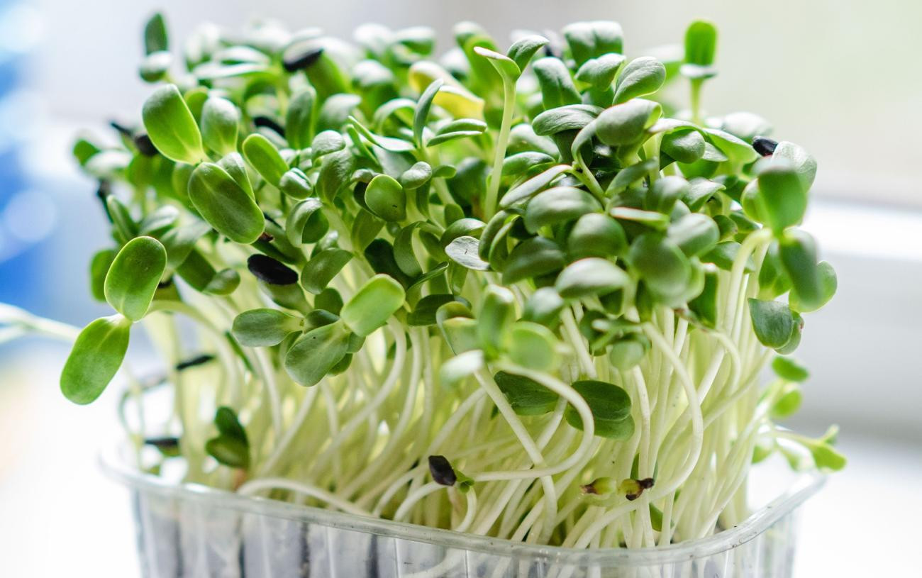 Sprouting