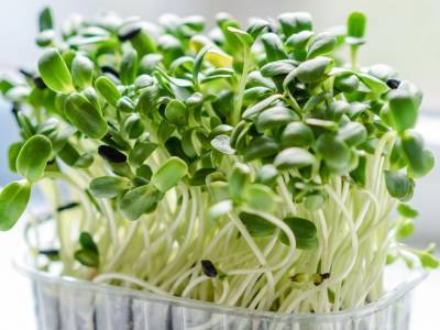 Sprouting